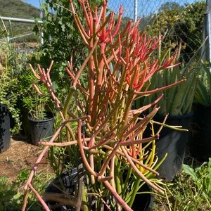 Live Sticks On Fire Succulent!